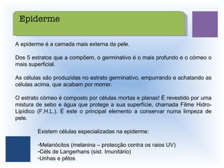 A epiderme é a camada mais externa da pele. Dos 5 estratos que a compõem, o germinativo é o mais profundo e o córneo o mais superficial. As células são produzidas no estrato germinativo, empurrando e achatando as células acima, que acabam por morrer. O estrato córneo é composto por células mortas e planas! É revestido por uma mistura de sebo e àgua que protege a sua superfície, chamada Filme Hidro-Lipídico (F.H.L.). É este o principal elemento a conservar numa limpeza de pele. Existem células especializadas na epiderme: Melanócitos (melanina – protecção contra os raios UV) Céls de Langerhans (sist. Imunitário) Unhas e pêlos Epiderme 