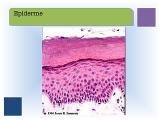 Epiderme 