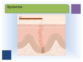 Epiderme 