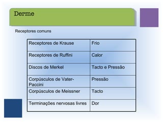 Receptores comuns  Receptores de Krause Frio Receptores de Ruffini Calor Discos de Merkel Tacto e Pressão Corpúsculos de Vater-Paccini Pressão Corpúsculos de Meissner Tacto Terminações nervosas livres Dor Derme 