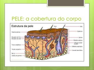 PELE: a cobertura do corpo
 
