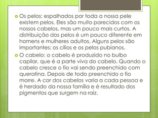  Os pelos: espalhados por toda a nossa pele
existem pelos. Eles são muito parecidos com os
nossos cabelos, mas um pouco mais curtos. A
distribuição dos pelos é um pouco diferente em
homens e mulheres adultos. Alguns pelos são
importantes: os cílios e os pelos pubianos.
 O cabelo: o cabelo é produzido no bulbo
capilar, que é a parte viva do cabelo. Quando o
cabelo cresce o fio vai sendo preenchido com
queratina. Depois de todo preenchido o fio
morre. A cor dos cabelos varia a cada pessoa e
é herdado da nossa família e é resultado dos
pigmentos que surgem na raiz.
 
