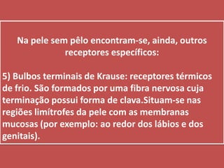 Na pele sem pêlo encontram-se, ainda, outros receptores específicos:5) Bulbos terminais de Krause: receptores térmicos de frio. São formados por uma fibra nervosa cuja terminação possui forma de clava.Situam-se nas regiões limítrofes da pele com as membranas mucosas (por exemplo: ao redor dos lábios e dos genitais).