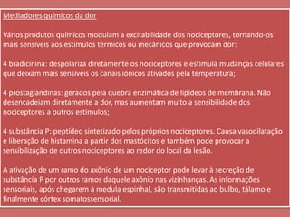 Mediadores químicos da dorVários produtos químicos modulam a excitabilidade dos nociceptores, tornando-os mais sensíveis aos estímulos térmicos ou mecânicos que provocam dor:4 bradicinina: despolariza diretamente os nociceptores e estimula mudanças celulares que deixam mais sensíveis os canais iônicos ativados pela temperatura;4 prostaglandinas: gerados pela quebra enzimática de lipídeos de membrana. Não desencadeiam diretamente a dor, mas aumentam muito a sensibilidade dos nociceptores a outros estímulos;4 substância P: peptídeo sintetizado pelos próprios nociceptores. Causa vasodilatação e liberação de histamina a partir dos mastócitos e também pode provocar a sensibilização de outros nociceptores ao redor do local da lesão. A ativação de um ramo do axônio de um nociceptor pode levar à secreção de substância P por outros ramos daquele axônio nas vizinhanças. As informações sensoriais, após chegarem à medula espinhal, são transmitidas ao bulbo, tálamo e finalmente córtex somatossensorial.