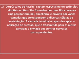 Corpúsculos de Paccini: captam especialmente estímulos vibráteis e táteis.São formados por uma fibra nervosa cuja porção terminal, amielínica, é envolta por várias camadas que correspondem a diversas células de sustentação. A camada terminal é capaz de captar a aplicação de pressão, que é transmitida para as outras camadas e enviada aos centros nervosos correspondentes.