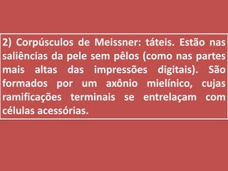 2) Corpúsculos de Meissner: táteis. Estão nas saliências da pele sem pêlos (como nas partes mais altas das impressões digitais). São formados por um axônio mielínico, cujas ramificações terminais se entrelaçam com células acessórias.