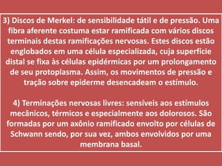 3) Discos de Merkel: de sensibilidade tátil e de pressão. Uma fibra aferente costuma estar ramificada com vários discos terminais destas ramificações nervosas. Estes discos estão englobados em uma célula especializada, cuja superfície distal se fixa às células epidérmicas por um prolongamento de seu protoplasma. Assim, os movimentos de pressão e tração sobre epiderme desencadeam o estímulo. 4) Terminações nervosas livres: sensíveis aos estímulos mecânicos, térmicos e especialmente aos dolorosos. São formadas por um axônio ramificado envolto por células de Schwann sendo, por sua vez, ambos envolvidos por uma membrana basal. 