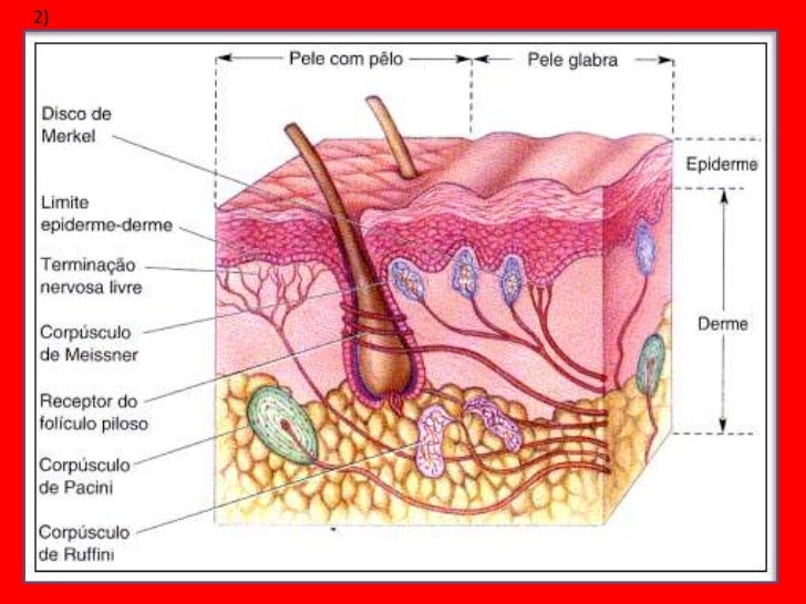 O pigmentary nota a sua remoção