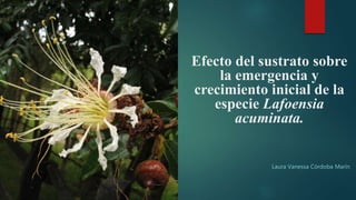 Efecto del sustrato sobre
la emergencia y
crecimiento inicial de la
especie Lafoensia
acuminata.
Laura Vanessa Córdoba Marín
 