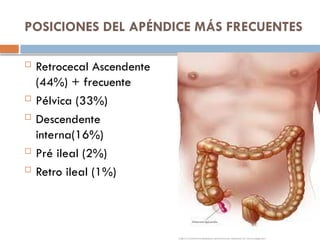 POSICIONES DEL APÉNDICE MÁS FRECUENTES
 Retrocecal Ascendente
(44%) + frecuente
 Pélvica (33%)
 Descendente
interna(16%)
 Pré ileal (2%)
 Retro ileal (1%)
 