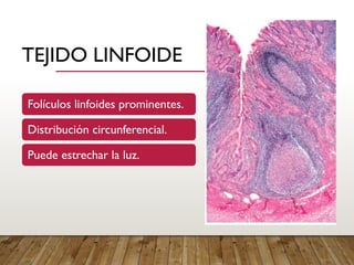 Comprehensive Histology of the Appendix: Structure and Function | PPTX