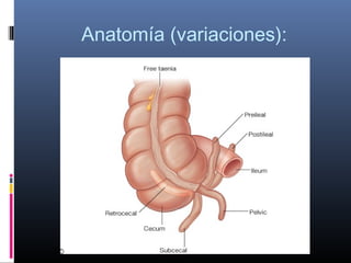 Anatomía (variaciones):

 