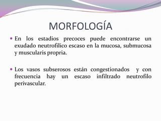 MORFOLOGÍA
 En los estadios precoces puede encontrarse un
exudado neutrofilico escaso en la mucosa, submucosa
y muscularis propria.
 Los vasos subserosos están congestionados y con
frecuencia hay un escaso infiltrado neutrofilo
perivascular.
 