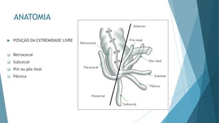 ANATOMIA
 POSIÇÃO DA EXTREMIDADE LIVRE
❑ Retrocecal
❑ Subcecal
❑ Pré ou pós-ileal
❑ Pélvica
 