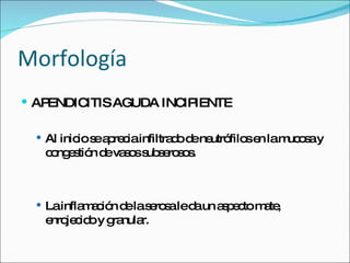 Morfología
 APENDICITIS AGUDA INC IENTE
                       IP

   Al inic s a re iainfiltra o d ne
           io e p c          d e utró se lam o ay
                                     filo n uc s
   c ng s n d va o s s ro o .
    o e tió e s s ub e s s



   Lainfla a ió d las ro aled un a p c m te
           mc n e e s         a    s e to a ,
   e je id y g nula
    nro c o ra r.
 