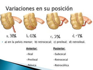 Variaciones en su posición a) en la pelvis menor;  b) retrocecal;  c) preileal;  d) retroileal. a. 30% b. 65% c. 2% d. <1% Anterior: Ileal Preilieal Pélvica Posterior: Subcecal Retrocecal Retrocólica 