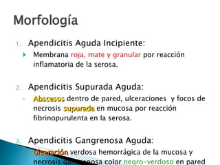 Morfología Apendicitis Aguda Incipiente: Membrana  roja, mate y granular  por reacción inflamatoria de la serosa. Apendicitis Supurada Aguda: Abscesos  dentro de pared, ulceraciones  y focos de necrosis  supurada  en mucosa por reacción fibrinopurulenta en la serosa. Apendicitis Gangrenosa Aguda: Ulceración  verdosa hemorrágica de la mucosa y necrosis gangrenosa color  negro-verdoso  en pared hasta la serosa. 
