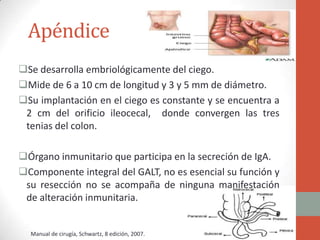 Apéndice
Se desarrolla embriológicamente del ciego.
Mide de 6 a 10 cm de longitud y 3 y 5 mm de diámetro.
Su implantación en el ciego es constante y se encuentra a
2 cm del orificio ileocecal, donde convergen las tres
tenias del colon.
Órgano inmunitario que participa en la secreción de IgA.
Componente integral del GALT, no es esencial su función y
su resección no se acompaña de ninguna manifestación
de alteración inmunitaria.

Manual de cirugía, Schwartz, 8 edición, 2007.

 