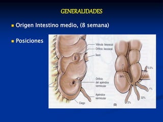 GENERALIDADES
 Origen Intestino medio, (8 semana)
 Posiciones
 
