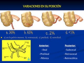 VARIACIONES EN SU POSICIÓN
 a) en la pelvis menor; b) retrocecal; c) preileal; d) retroileal.
Anterior:
•Ileal
•Preilieal
•Pélvica
Posterior:
•Subcecal
•Retrocecal
•Retrocólica
 
