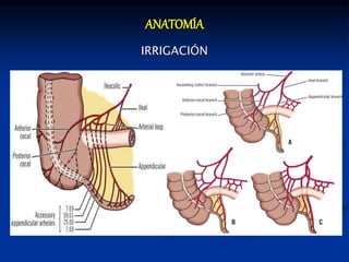 ANATOMÍA
IRRIGACIÓN
 