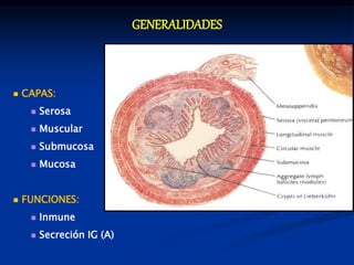 GENERALIDADES
 CAPAS:
 Serosa
 Muscular
 Submucosa
 Mucosa
 FUNCIONES:
 Inmune
 Secreción IG (A)
 
