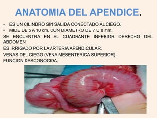 ANATOMIA DEL APENDICE.
• ES UN CILINDRO SIN SALIDA CONECTADO AL CIEGO.
• MIDE DE 5 A 10 cm. CON DIAMETRO DE 7 U 8 mm.
SE ENCUENTRA EN EL CUADRANTE INFERIOR DERECHO DEL
ABDOMEN.
ES IRRIGADO POR LA ARTERIA APENDICULAR.
VENAS DEL CIEGO (VENA MESENTERICA SUPERIOR)
FUNCION DESCONOCIDA.
 