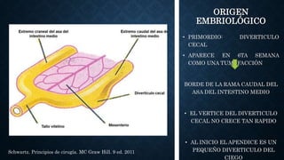 ORIGEN
EMBRIOLÓGICO
• PRIMORDIO: DIVERTICULO
CECAL
• APARECE EN 6TA SEMANA
COMO UNA TUMEFACCIÓN
BORDE DE LA RAMA CAUDAL DEL
ASA DEL INTESTINO MEDIO
• EL VERTICE DEL DIVERTICULO
CECAL NO CRECE TAN RAPIDO
• AL INICIO EL APENDICE ES UN
PEQUEÑO DIVERTICULO DEL
CIEGO
Schwartz. Principios de cirugía. MC Graw Hill. 9 ed. 2011
 