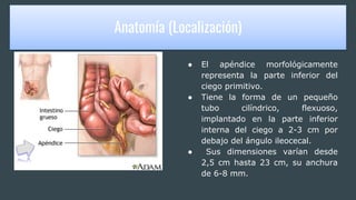 ANATOMIA (Localización)
● El apéndice morfológicamente
representa la parte inferior del
ciego primitivo.
● Tiene la forma de un pequeño
tubo cilíndrico, flexuoso,
implantado en la parte inferior
interna del ciego a 2-3 cm por
debajo del ángulo ileocecal.
● Sus dimensiones varían desde
2,5 cm hasta 23 cm, su anchura
de 6-8 mm.
Anatomía (Localización)
 