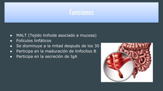 FUNCIONES
● MALT (Tejido linfoide asociado a mucosa)
● Folículos linfáticos
● Se disminuye a la mitad después de los 30 años
● Participa en la maduración de linfocitos B
● Participa en la secreción de IgA
Funciones
 