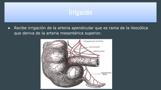 IRRIGACIÓN
● Recibe irrigación de la arteria apendicular que es rama de la ileocólica
que deriva de la arteria mesentérica superior.
Irrigación
 