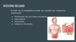 INTESTINO DELGADO
El dolor en el mesogastrio puede ser causado por trastornos
intestinales:
● Perforación de una úlcera duodenal
● Pancreatitis
● Aneurisma
● Infarto al miocardio
 