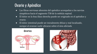 Ovario y Apéndice
● Las ﬁbras nerviosas aferentes del apéndice acompañan a los nervios
simpáticos hacia el segmento T10 de la médula espinal.
● El dolor en la fosa ilíaca derecha puede ser originado en el apéndice y
ovario.
● El dolor intestinal puede ser inicialmente difuso y mal localizado,
aunque al avanzar suele ubicarse sobre el área afectada
 