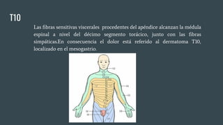 T10
Las ﬁbras sensitivas viscerales procedentes del apéndice alcanzan la médula
espinal a nivel del décimo segmento torácico, junto con las ﬁbras
simpáticas.En consecuencia el dolor está referido al dermatoma T10,
localizado en el mesogastrio.
 