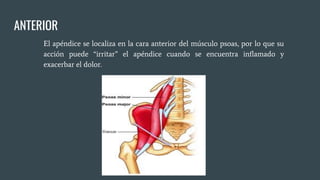 ANTERIOR
El apéndice se localiza en la cara anterior del músculo psoas, por lo que su
acción puede “irritar” el apéndice cuando se encuentra inﬂamado y
exacerbar el dolor.
 