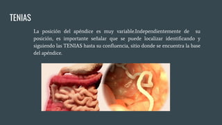 TENIAS
La posición del apéndice es muy variable.Independientemente de su
posición, es importante señalar que se puede localizar identiﬁcando y
siguiendo las TENIAS hasta su conﬂuencia, sitio donde se encuentra la base
del apéndice.
 