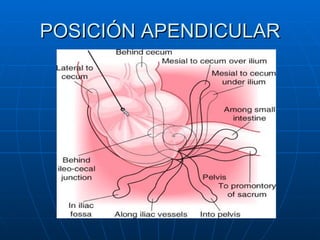 POSICIÓN APENDICULAR 