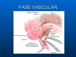 FASE VASCULAR 