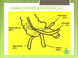 VARIACIONES ANATOMICAS 
 