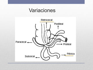 Variaciones
 