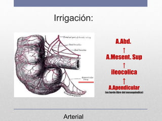Irrigación:
A.Abd.
↑
A.Mesent. Sup
↑
ileocolica
↑
A.Apendicular
(en borde libre del mesoapéndice)
Arterial
 