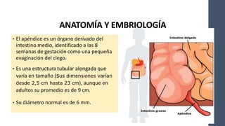 ANATOMÍA Y EMBRIOLOGÍA
• El apéndice es un órgano derivado del
intestino medio, identificado a las 8
semanas de gestación como una pequeña
evaginación del ciego.
• Es una estructura tubular alongada que
varía en tamaño (sus dimensiones varían
desde 2,5 cm hasta 23 cm), aunque en
adultos su promedio es de 9 cm.
• Su diámetro normal es de 6 mm.
 