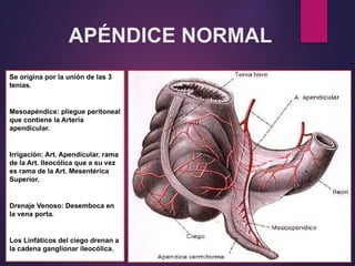 APÉNDICE NORMAL
Se origina por la unión de las 3
tenias.
Mesoapéndice: pliegue peritoneal
que contiene la Arteria
apendicular.
Irrigación: Art. Apendicular, rama
de la Art. Ileocólica que a su vez
es rama de la Art. Mesentérica
Superior.
Drenaje Venoso: Desemboca en
la vena porta.
Los Linfáticos del ciego drenan a
la cadena ganglionar ileocólica.
 