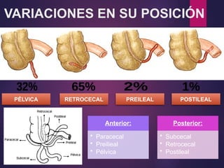 VARIACIONES EN SU POSICIÓN
PÉLVICA RETROCECAL PREILEAL POSTILEAL
Anterior:
• Paracecal
• Preilieal
• Pélvica
Posterior:
• Subcecal
• Retrocecal
• Postileal
 