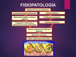 Fiebre, taquicardia, leucocitosis
Absorción de toxinas
Mucosa isquémica invadida por
bacterias
Obstrucción linfática, venosa y
capilares
Congestión, inflamación e
isquemia de mucosa apendicular
Infección bacteriana
Proliferación bacteriana
Éstasis intestinal
FISIOPATOLOGÍA
Obstrucción de luz apendicular
Aumento de presión intraluminal
 