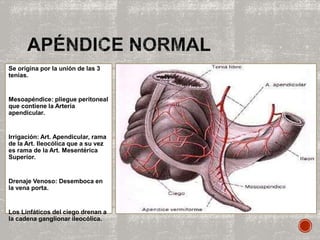 Se origina por la unión de las 3
tenias.
Mesoapéndice: pliegue peritoneal
que contiene la Arteria
apendicular.
Irrigación: Art. Apendicular, rama
de la Art. Ileocólica que a su vez
es rama de la Art. Mesentérica
Superior.
Drenaje Venoso: Desemboca en
la vena porta.
Los Linfáticos del ciego drenan a
la cadena ganglionar ileocólica.
 