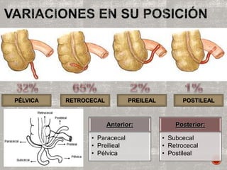 PÉLVICA RETROCECAL PREILEAL POSTILEAL
Anterior:
• Paracecal
• Preilieal
• Pélvica
Posterior:
• Subcecal
• Retrocecal
• Postileal
 