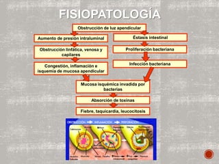 Fiebre, taquicardia, leucocitosis
Absorción de toxinas
Mucosa isquémica invadida por
bacterias
Obstrucción linfática, venosa y
capilares
Congestión, inflamación e
isquemia de mucosa apendicular
Infección bacteriana
Proliferación bacteriana
Éstasis intestinal
FISIOPATOLOGÍA
Obstrucción de luz apendicular
Aumento de presión intraluminal
 