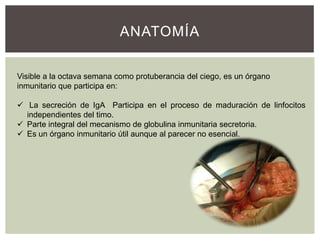 ANATOMÍA
Visible a la octava semana como protuberancia del ciego, es un órgano
inmunitario que participa en:
 La secreción de IgA Participa en el proceso de maduración de linfocitos
independientes del timo.
 Parte integral del mecanismo de globulina inmunitaria secretoria.
 Es un órgano inmunitario útil aunque al parecer no esencial.

 