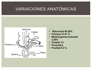 VARIACIONES ANATÓMICAS

 Retrocecal 65.28%
 Pelviana 31.01 %
 Medioinguinal (subceal)
2.26%
 Preileal 1%
 Paracolica
 Posileal 0.4 %

 